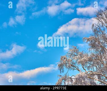 Copia lo spazio con il cielo blu nuvoloso dal basso e i rami di un albero ricoperti di ghiaccio ghiacciato durante il tempo nevoso. Vista panoramica di un paesaggio mozzafiato e di uno sfondo nuvoloso durante la fredda stagione invernale Foto Stock