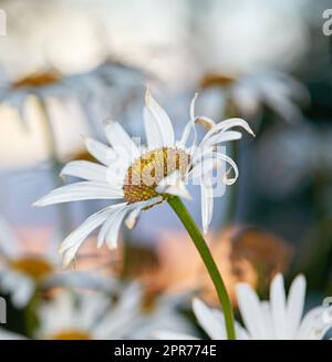 Primo piano della margherita bianca in campo di fiori all'aperto in autunno. Ha ingrandito la pianta di fiori deteriorata nel giardino in giardino in autunno. Piccolo bellissimo ed elegante fiore di Marguerite selvatico Foto Stock