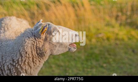 Profilo di una pecora in un prato al tramonto su lussureggianti terreni agricoli. Pecore di lana rasata che mangiano erba in un campo. Bestiame selvatico nel Rebild National Park, Danimarca. Montone biologico a portata libera Foto Stock
