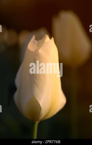 Primo piano dei tulipani bianchi contro una luce soffusa al tramonto in una giornata estiva con il copyspace. Scopri i fiori di stagione che crescono in un campo o in un giardino. Dettagli, trama e schema della natura di una testata di fiori Foto Stock