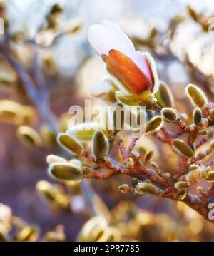 Primo piano del fiore rosa di Magnolia che cresce in natura con il copyspace. Zoom su bellissimi fiori con spazio per la copia e sfondo sfocato. Un fiore con gemme che fioriscono in fiori rosa, bianchi o viola Foto Stock