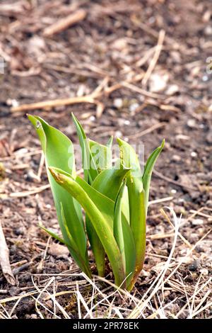 Primo piano dei germogli di piante verdi piantati nel terreno in un giardino. Giardinaggio per principianti con piante che stanno per fiorire o fiorire. Il processo di crescita e sviluppo di un fiore di tulipano che cresce in primavera Foto Stock