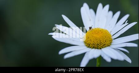 Un fiore a margherita che cresce in un campo in estate. Ape che raccoglie polline o nettare da una pianta di Marguerite. Vista dall'alto di un fiore bianco che fiorisce in un giardino. Una bella flora fiorente in natura Foto Stock