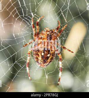 Primo piano di un ragno weaver di noci in un giorno d'estate. Esemplare della specie Nuctenea umbratica all'aperto su uno sfondo verdeggiante. Un aracnide a otto zampe che crea una ragnatela in natura Foto Stock