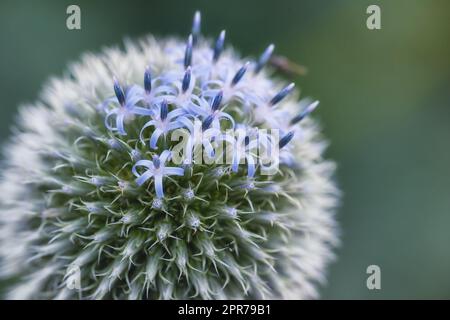 Primo piano di una pianta di cardo globo blu con spine in un giardino sul retro su uno sfondo sfocato. Botanica che cresce in un parco verde in campagna. Zoom di fiori selvatici che fioriscono in un prato Foto Stock