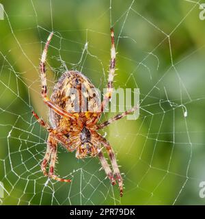 Primo piano di un ragno Weaver di Noce Orb in una rete su sfondo verde sfocato nel suo habitat naturale. Un aracnide a otto zampe che crea una ragnatela nella natura circondata da un ecosistema di alberi verdi Foto Stock