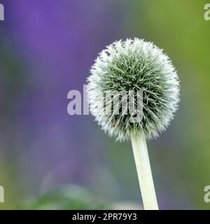 Bellissimi fiori dal mio giardino. Una serie di belle foto del giardino. Foto Stock