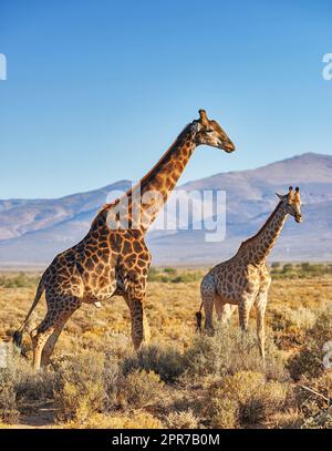 Giraffe a Savanna in safari nelle calde e soleggiate giornate estive. Natura selvaggia piena di cespugli marrone chiaro, erba e montagne sullo sfondo. Spazio selvaggio in Sud Africa dove gli animali vagano liberi Foto Stock