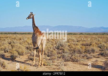 Giraffa in una savana in Sud Africa da dietro in una giornata di sole sullo sfondo di un cielo blu copyspace. Un alto animale selvatico con collo lungo avvistato in un safari in un parco nazionale asciutto e deserto Foto Stock