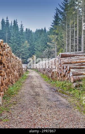 Ceppi di alberi impilati in un legname all'esterno in una pineta coltivata in Europa. Deforestazione di pali di legno duro accanto a una strada sterrata senza fine in un legname di legno per l'industria dei materiali. Foto Stock