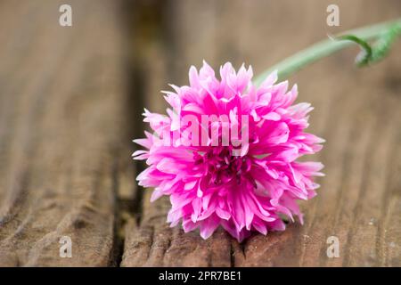 fiordaliso su fondo di legno Foto Stock