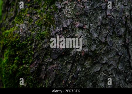 la corteccia dell'albero con un po' di muschio. Foto Stock