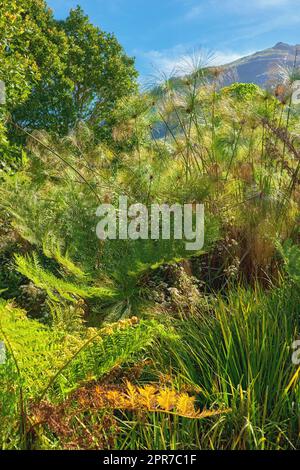 Vista di una pianta di finocchio con sfondo montano nella foresta. Una varietà di piante e alberi con una vista ravvicinata nell'immagine. Gruppo di alberi piccoli e alti lunghi nella luminosa giornata di sole. Foto Stock