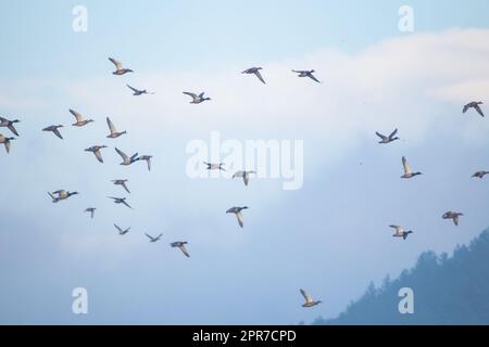 Vista su Flying Mallards (Anas platyrhynchos) Foto Stock