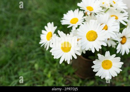 Un bouquet di margherite si trova in un vaso sull'erba. La camomilla fiorisce in un giorno d'estate. Fiori di camomilla in un bouquet, posto per un'iscrizione. Foto Stock