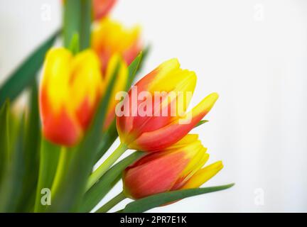 Tulipani arancioni e gialli freschi su sfondo bianco. Primo piano di bellissimi fiori con petali vibranti e foglie verdi. Bouquet fiorito che simboleggia la speranza e l'amore per il giorno dei valentini Foto Stock