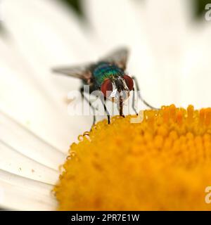 Una bottiglia verde comune di mosca impollinando un fiore di margherita bianco. Primo piano di una mosca che si alimenta al nettare da un centro di pistole gialle su una pianta. Macro di una lucilia sericata insetto e insetto in un ecosistema Foto Stock