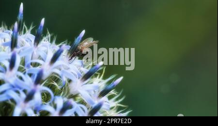 Primo piano di una mosca di delia antiqua che dà da mangiare al Cardo di globo blu in un giardino privato o appartato. Dettagli testurizzati degli echinopi in fiore, sfondo dello spazio di copia bokeh e controllo insetti o parassiti Foto Stock