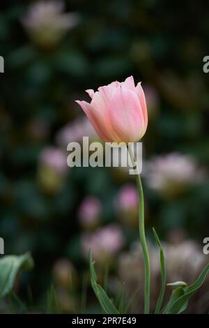 Un tulipano rosa su sfondo scuro. Piante in fiore perenni primaverili coltivate come ornamenti per la sua bellezza e il profumo floreale. Bouquet ravvicinato di bellissimi fiori di tulipano con steli verdi Foto Stock