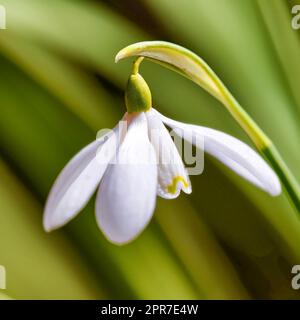 Primo piano di un fiore a goccia di neve su sfondo verde naturale sfocato. Bella pianta comune da fiore bianco o Galanthus Nivalis che cresce con petali, foglie e dettagli del gambo in fiore nella stagione primaverile Foto Stock