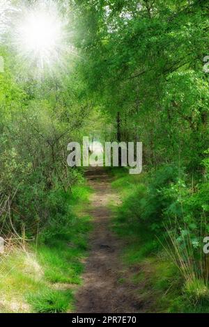 Sentiero panoramico che conduce in un luogo nascosto nella natura in una foresta danese in primavera. Percorso segreto appartato che sembra una favola in una foresta per avventure ed escursioni. Sentiero vuoto in un bosco Foto Stock