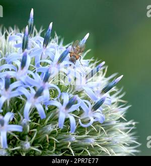 Primo piano della pianta di cardo globo blu impollinata dalle api in un giardino durante l'estate. Botanica che cresce su un campo verde in campagna. Zoom di fiori selvatici che fioriscono con gli insetti in un prato Foto Stock