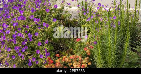 Una splendida aiuola con fiori di prato viola della specie Geranium, Geranium sylvaticum, conosciuta anche come gru forestale o geranio forestale e Liatris Spiky Foto Stock