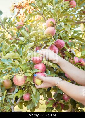 Primo piano di una donna che si avvicina alla raccolta di mele rosse fresche dagli alberi su terreni coltivati a frutteto sostenibili all'aperto nelle giornate di sole. Mani di contadini che raccolgono frutta biologica succosa e nutriente di stagione da mangiare Foto Stock