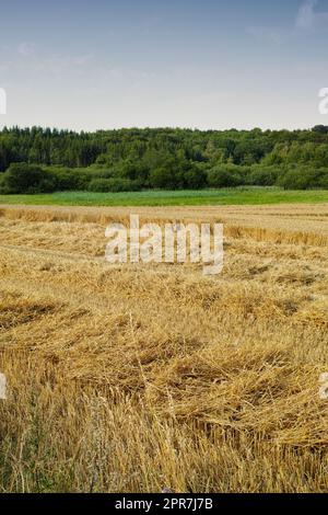 Un campo di mais aperto o prato con erba marrone e alberi verdi all'orizzonte sotto il cielo azzurro che copia lo spazio durante l'estate. Ampia superficie di terreno agricolo in un’azienda agricola biologica e sostenibile Foto Stock