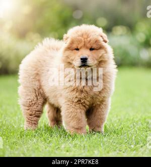 Qualcuno vuole giocare con me. Un carino cane a chow sul prato all'aperto. Foto Stock