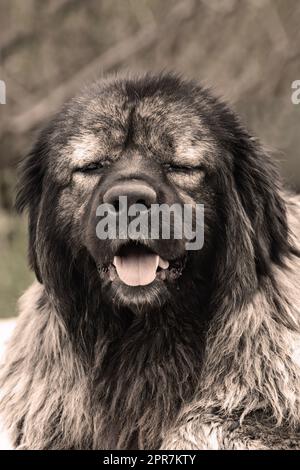 ritratto di enorme cane pastore caucasico, grande cane guardiano Foto Stock