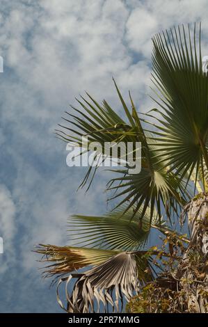 Palme nel Parco Nazionale di Niokolo Koba. Foto Stock