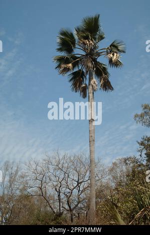 Palme nel Parco Nazionale di Niokolo Koba. Foto Stock