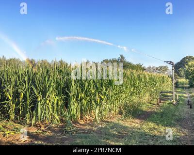 Irrigatore per campi coltivati a grano Foto Stock