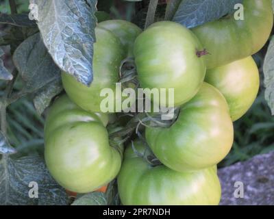 Bellissima foto di pomodoro nella deliziosa pianta verde Foto Stock