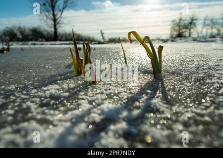 Piante erbose nell'acqua ghiacciata e alla luce del sole Foto Stock