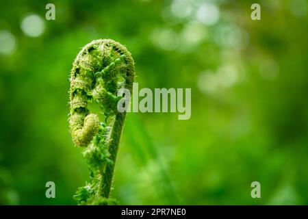 Nuova foglia giovane di felce verde Foto Stock