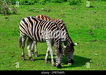Zebra delle pianure nota come zebra comune o senza uomo, equus quagga borensis o equus burchellii - Kenya Foto Stock