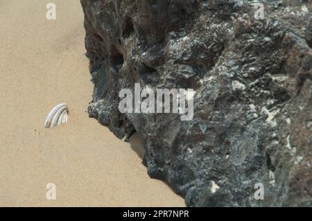 Guscio sepolto nella sabbia e nella roccia. Foto Stock