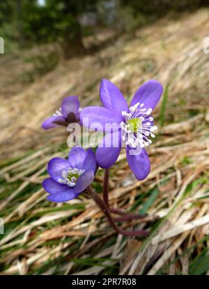 Epatiche blu (Anemone hepatica) nella foresta Foto Stock