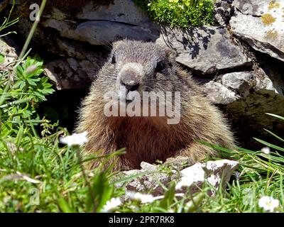 Marmotta alpina (Marmota marmota) in alta montagna in Baviera, Germania Foto Stock