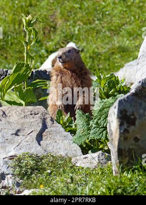 Marmotta alpina (Marmota marmota) in alta montagna in Baviera, Germania Foto Stock