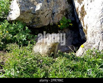 Marmotta alpina (Marmota marmota) in alta montagna in Baviera, Germania Foto Stock