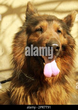 Nero e Marrone pastore tedesco testa di cane in verticale Foto Stock