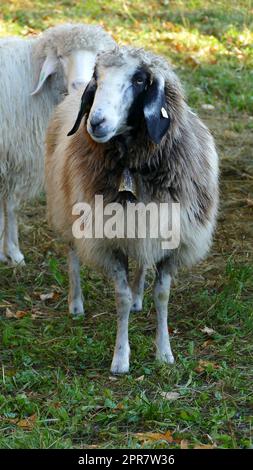 Gregge di pecore di montagna (Ovis aries) in alta montagna Foto Stock