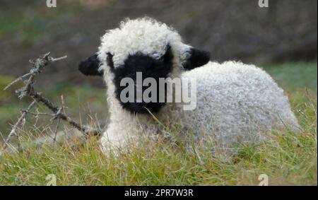 Giovane pecora dal naso nero del Vallese in un prato Foto Stock