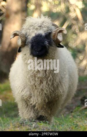 Pecore dal naso nero del Vallese in un prato Foto Stock