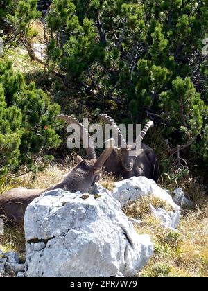 Due stambecchi alpini (Capra stambecco) in alta montagna Foto Stock