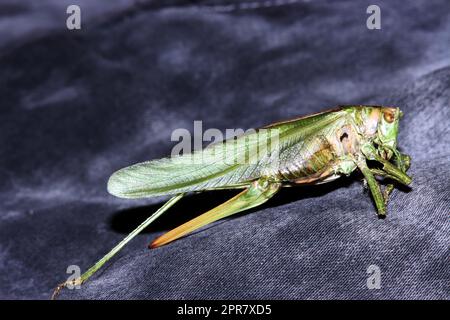 Totes Grünes Heupferd (Tettigonia viridissima) Foto Stock