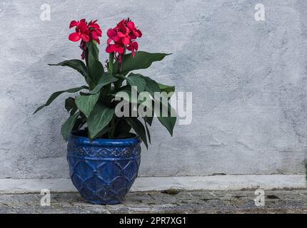 meravigliosi fiori rossi in un vaso blu su un muro Foto Stock